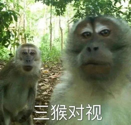 中国vs外国人眼中的猴子
