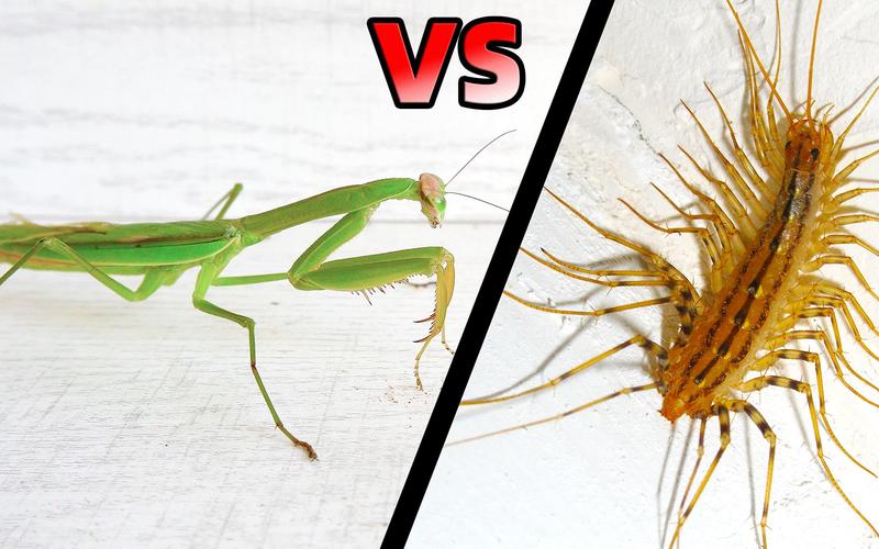 西牛甲虫vs中国大刀螳螂