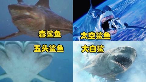 中国鲨鱼vs外国鲨鱼变异鲨鱼的相关图片